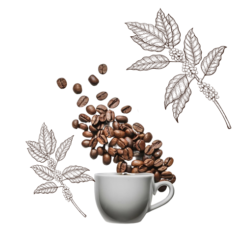 Coffee plant and cup illustration